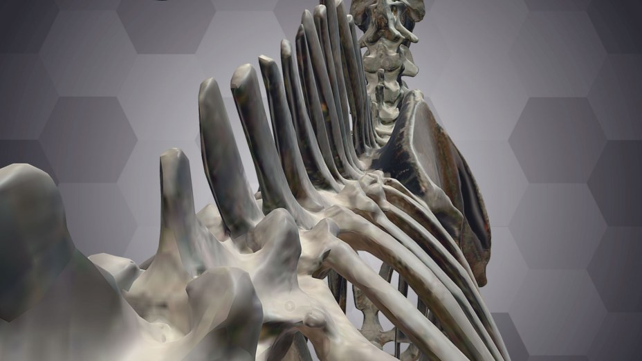 3D技術(shù)為維也納自然歷史博物館的古老化石注入新生命