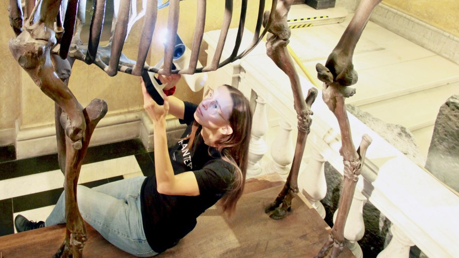 Vienna Giant Deer